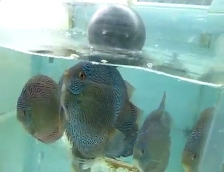 Lucky Tropical Fish Farm - Genel görünüş - 1. Bölüm