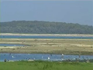 Les oiseaux du Lac d'Orient