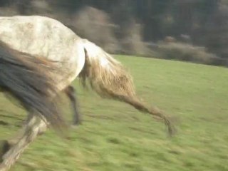 Galop au pré