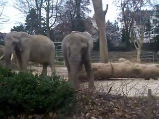 éléphant du Zoo de Bale