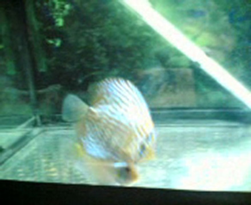 İYİLEŞMİŞ DISCUS :)
