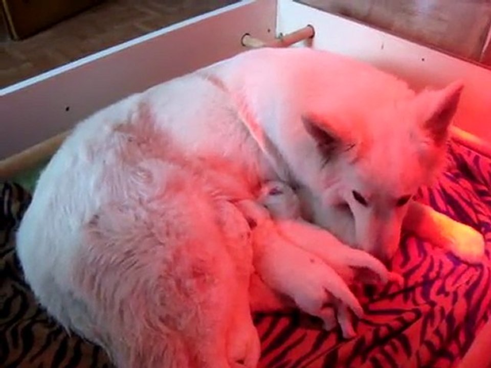 Le chant des bébés pendant la tétée quel moment de bonheur !
