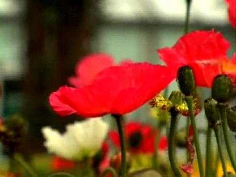 INTERCONTINENTAL WELLINGTON Where the Crowds Go