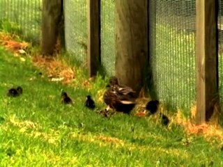 INTERCONTINENTAL WELLINGTON Concierge Video