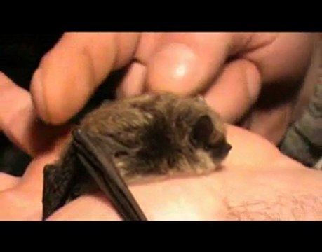 Yann André présente les chauves-souris de veaugues ( CHER )