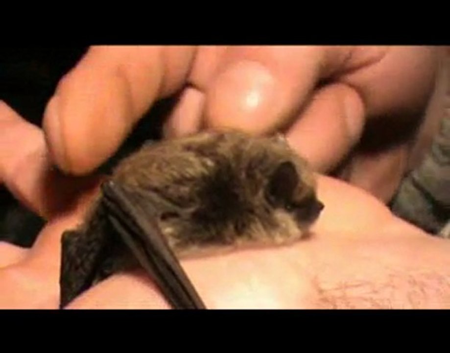 Yann André présente les chauves-souris de veaugues ( CHER )