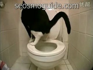 seosmoguide.com, cat shit with closestool