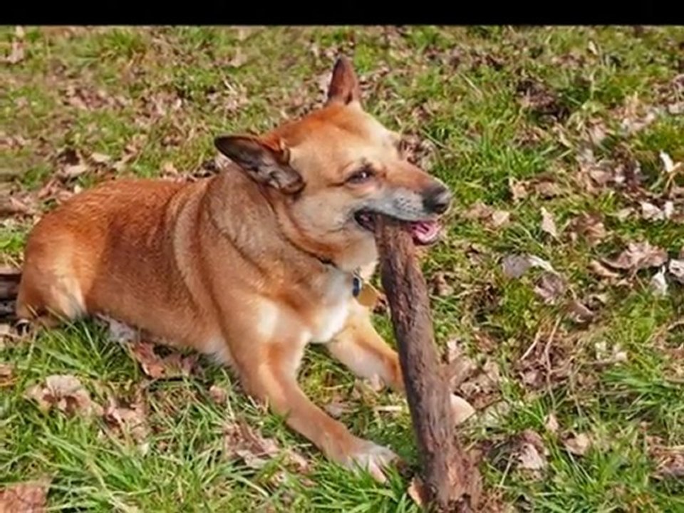 Promenade au refuge des Amis des Bêtes à Aix les Bains