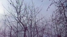 свиристели