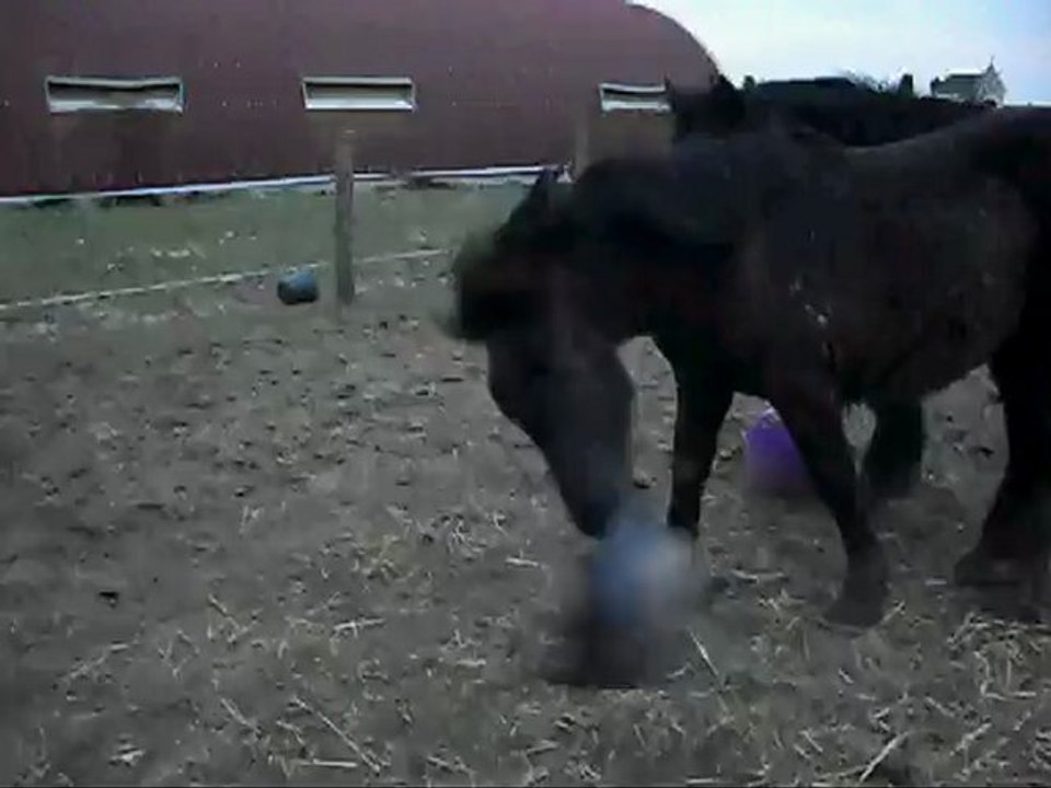 Poulains Mérens d' 1 an Kiss Me tout est bon pour que Mustang participe.