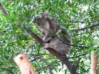 Koala Healesville