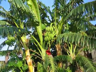 Villa de luxe à Denia avec piscine et vue montagne 🌄