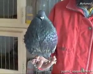 Ismail B pipa derby pigeon voyageur maroc sale animal