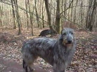 Balade deerhounds et chats