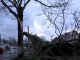 Hombleux: La branche d'un arbre cède lors de la tempête