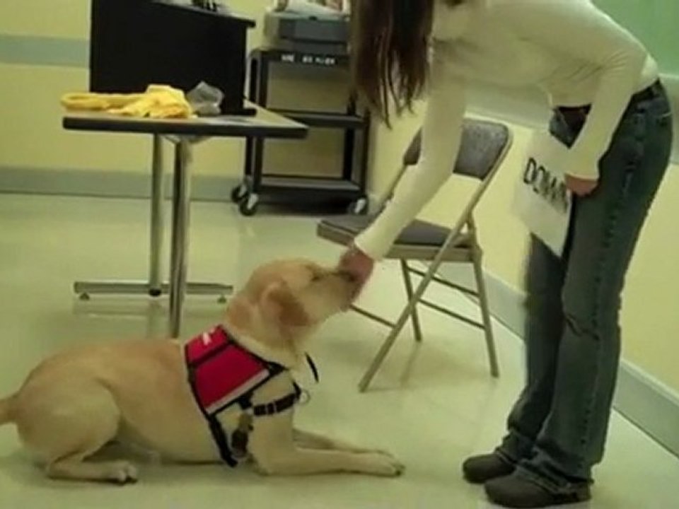 Ptsd Post Traumatic Stress [Paws 4 Vets]