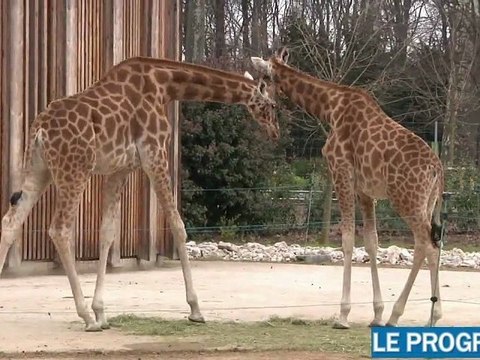 Parc de la Tête d'Or: le zoo, côté coulisses
