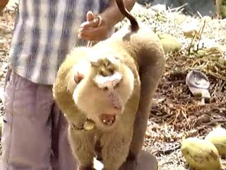 22 02 2010 - Monkey Show (Koh Samui, Thailand)