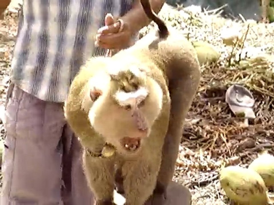 22 02 2010 - Monkey Show (Koh Samui, Thailand)