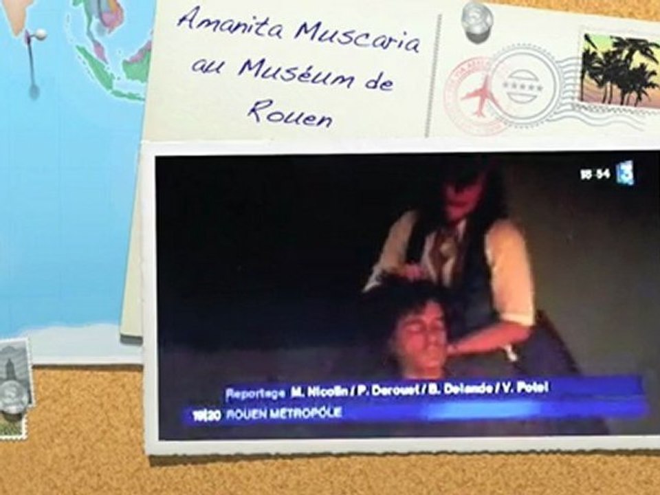 Amanita Muscaria au Muséum de Rouen
