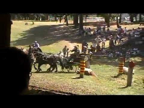 Attelage des chevaux de merens