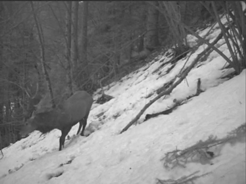 cerf_02-2009 (7)