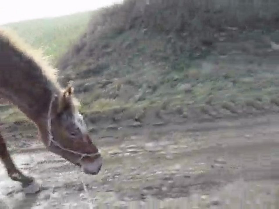 trot