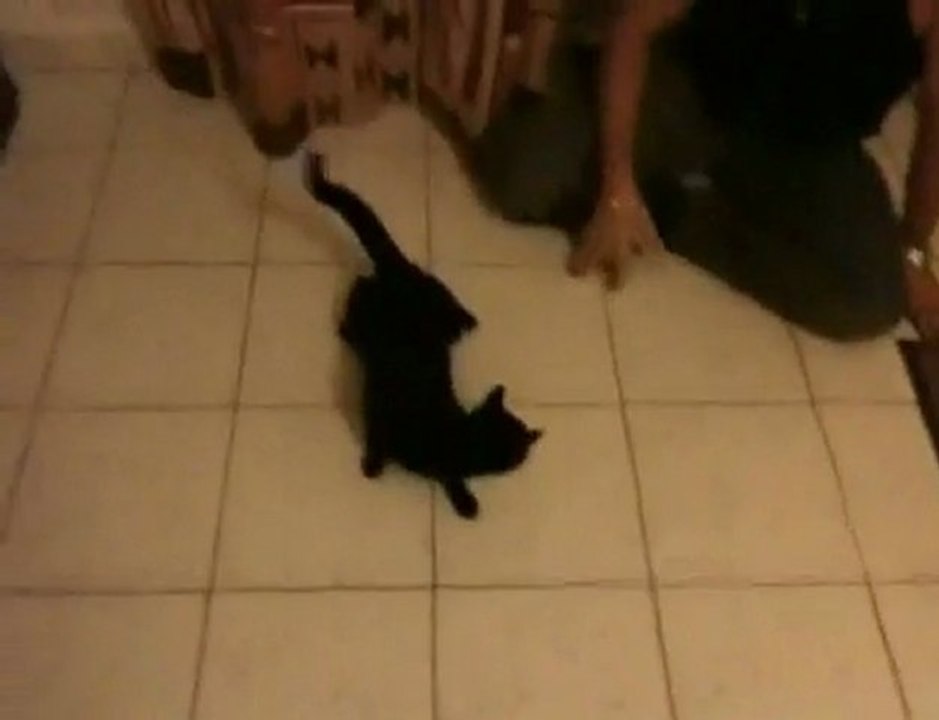 Mixis.fr_La Tornade Du Chat...