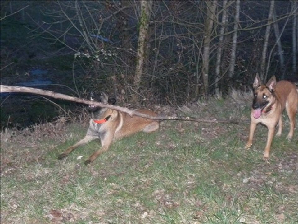 ballade en forêt