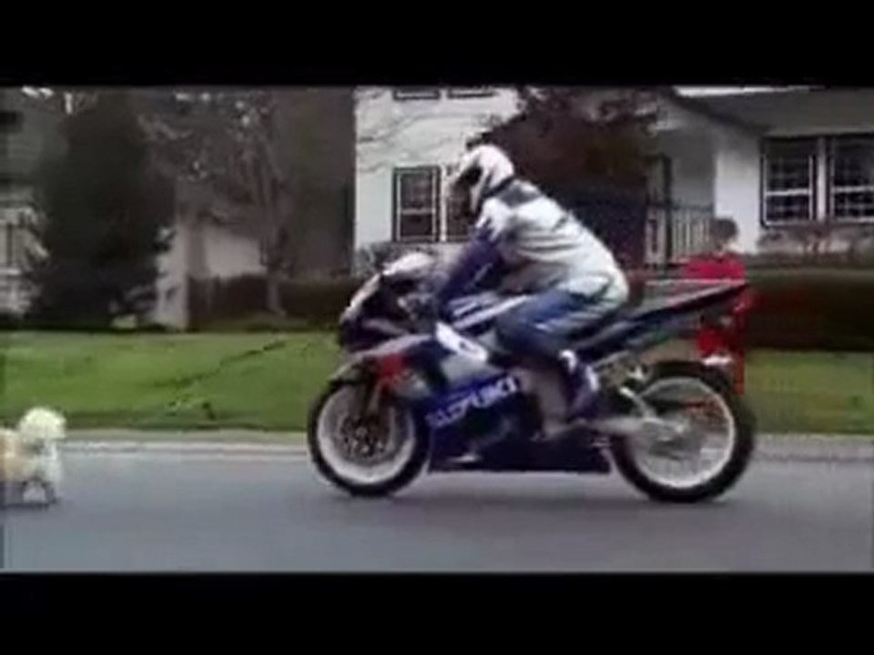 Mixis.fr_Promener Chien En GSXR 1000...