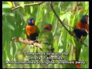 Unlocking the Secrets of Bird Calls and Songs 🐦