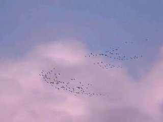 Les grues dans le ciel de Sarrazac