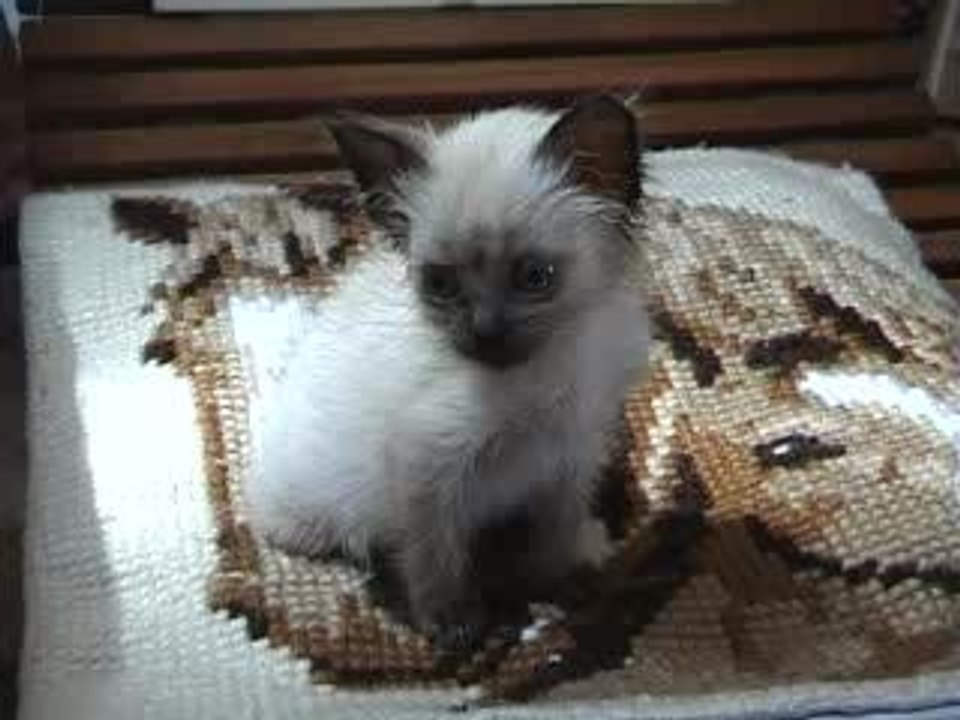 Chaton 3