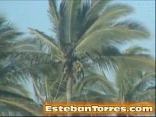 Un Señor cortando cocos en lo alto de una palmera