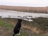 Labrador Retriever Dog Training - Walking singles
