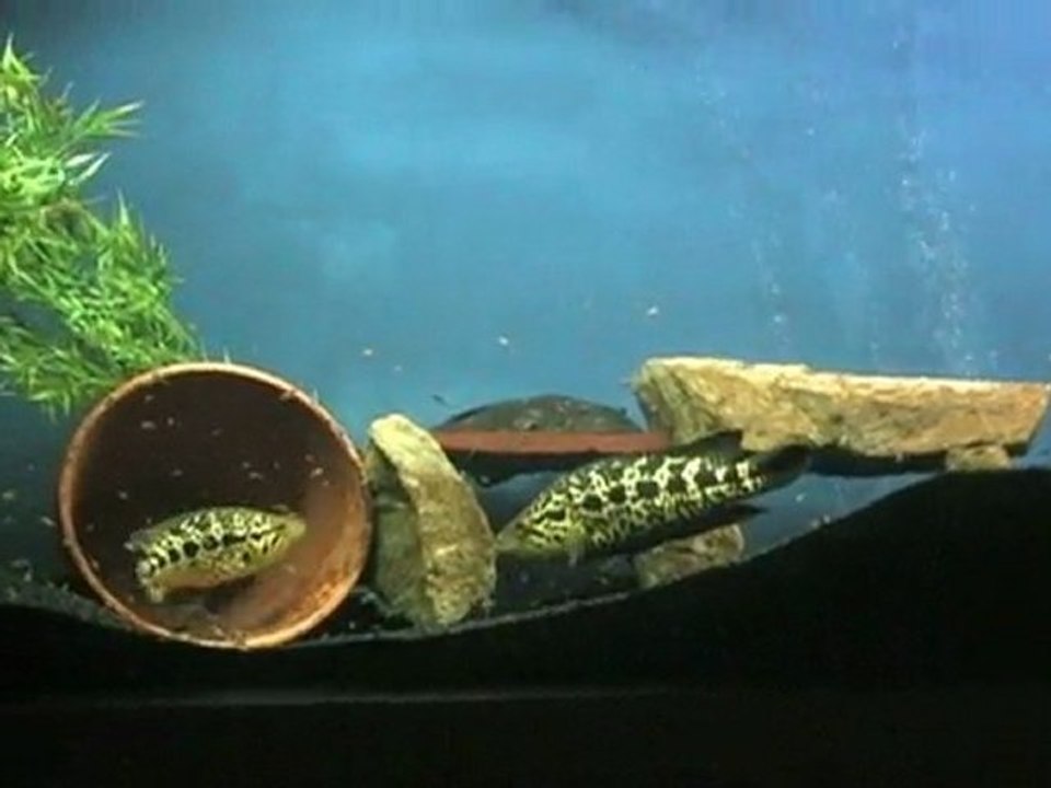 2010-03-05 - Parachromis managuensis