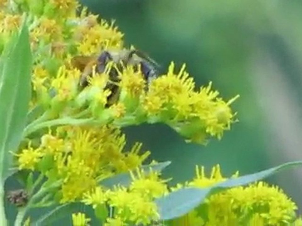 Canon Powershot SX1 IS @1080p HD