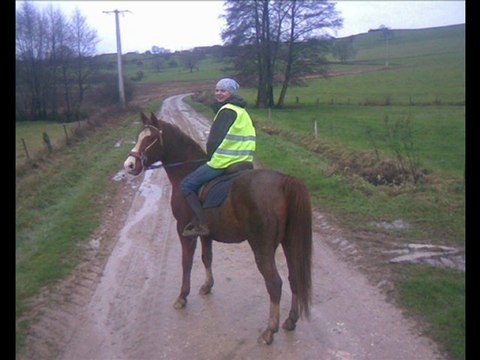 méji demi sang arabe un superbe cheval