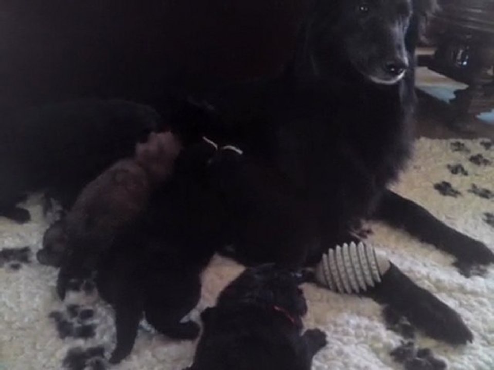 Chiots 3 semaines - n°1