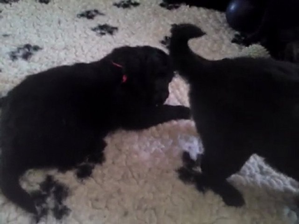Chiots 3 semaines - n°3