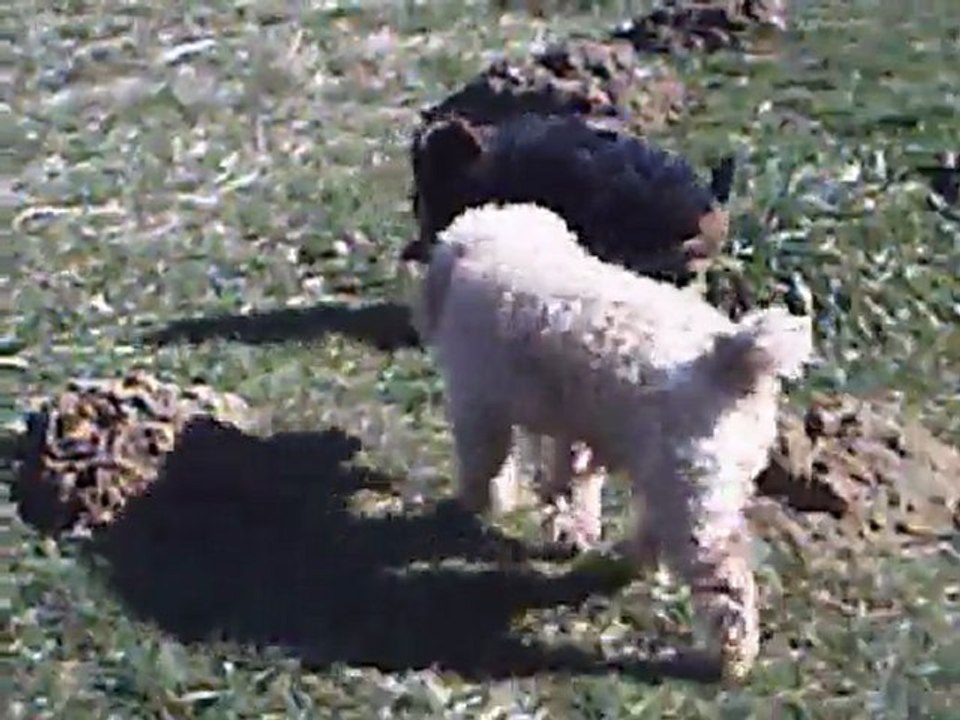 scooby & baba cool