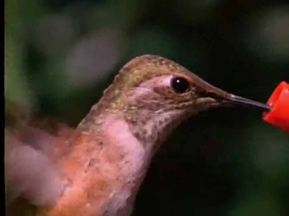 COLIBRI - LA MIGRACION DEL COLIBRI - DOCUMENTAL
