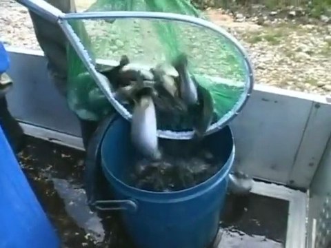 Pêche: Le Vistre pollué par le Pyralène (Gard)