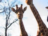 Le Zoo de Vincennes abritent encore les girafes.
