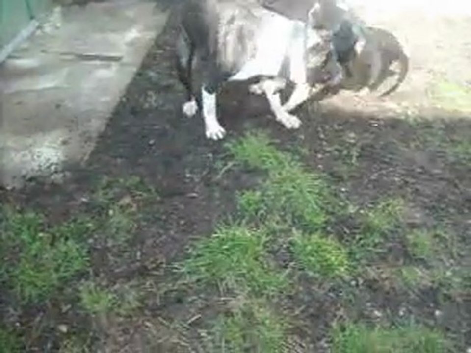 simba et crooner