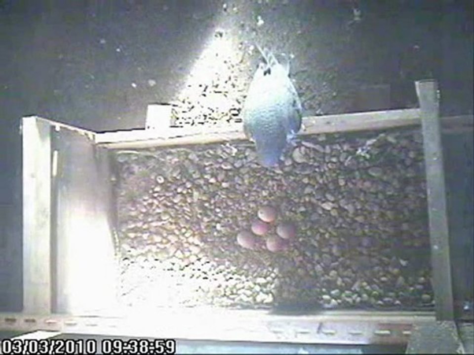 Faucon pèlerin, Nancy (54)-Ponte 2010