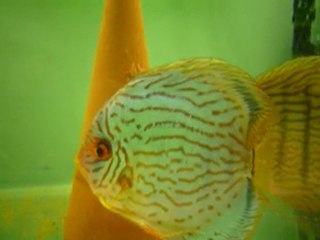 eclosion discus