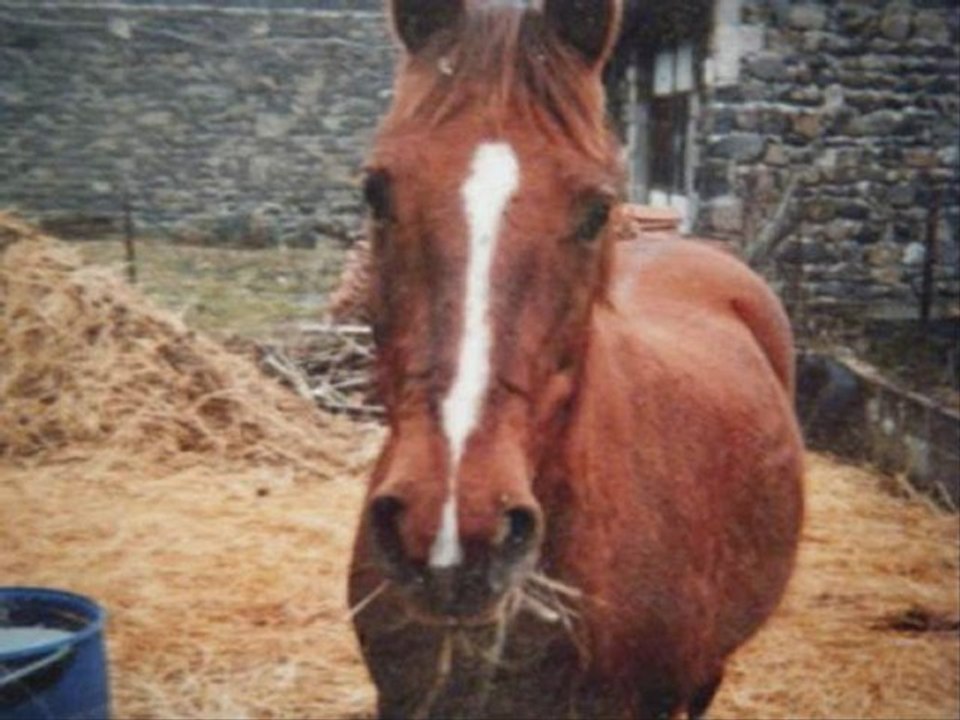 Les meilleurs ♥ mes poneys de mon coeur