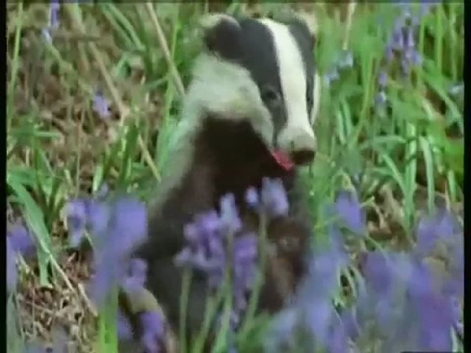 Animal chante