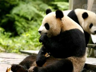 Панда «объела» свиноферму